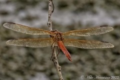 Libellula needhami