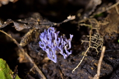 Ramariopsis pulchella