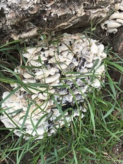 Kretzschmaria deusta