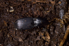 Plocamostethus planiusculus