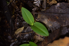Chiloglottis cornuta