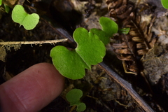 Corybas trilobus aggregate