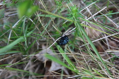 Timarcha goettingensis