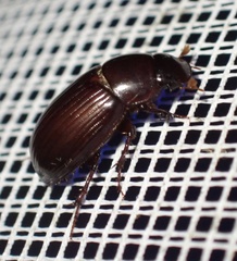 Acrossus rufipes