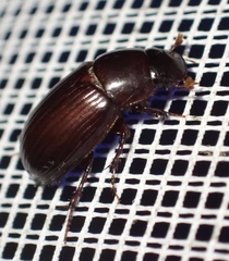 Acrossus rufipes