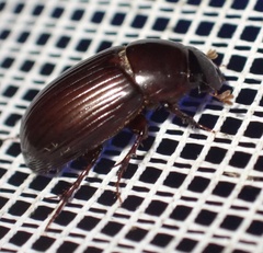 Acrossus rufipes
