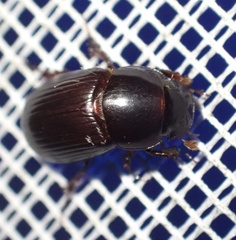 Acrossus rufipes