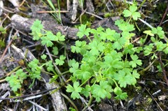 Hydrocotyle foveolata