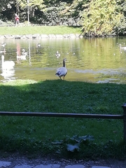 Anser indicus