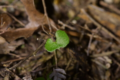 Corybas trilobus aggregate