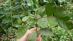 Doratoxylon apetalum