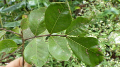 Doratoxylon apetalum