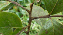 Doratoxylon apetalum