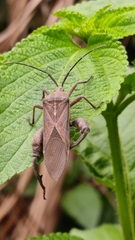 Coreidae