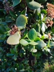 Crassula ovata