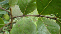 Doratoxylon apetalum