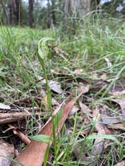 Pterostylis alpina