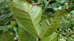 Doratoxylon apetalum