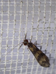 Mystacides longicornis