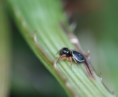 Zenodorus orbiculatus