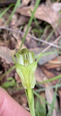 Pterostylis alpina