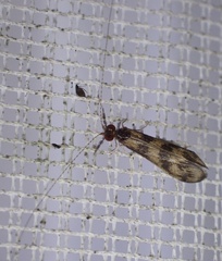 Mystacides longicornis