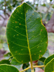 Arillastrum gummiferum