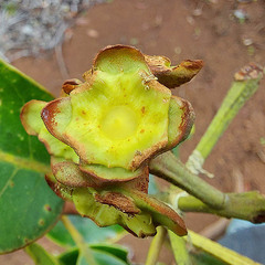 Arillastrum gummiferum