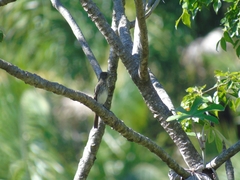 Knipolegus hudsoni