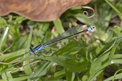 Ischnura heterosticta