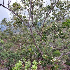 Arillastrum gummiferum