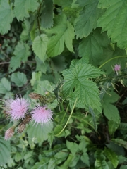 Cirsium palustre