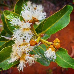Arillastrum gummiferum