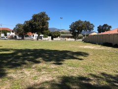 Trachyandra revoluta