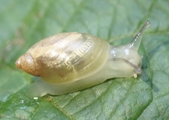 Succinea putris