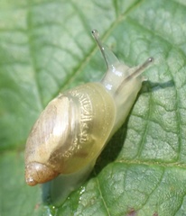 Succinea putris