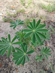 Lupinus cosentinii