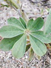 Lupinus cosentinii