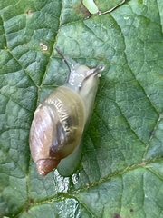 Succinea putris
