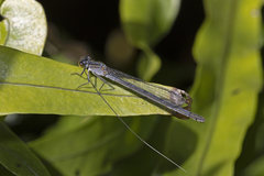Ischnura heterosticta