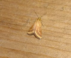 Microtheoris ophionalis