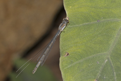 Ischnura heterosticta
