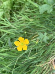 Ranunculus