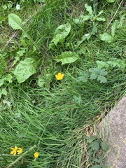 Ranunculus