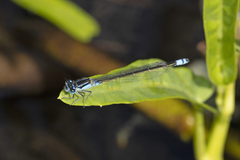 Ischnura heterosticta