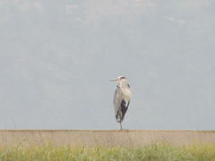 Ardea cinerea
