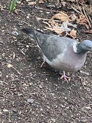 Columba palumbus