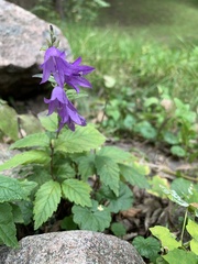 Campanula rapunculoides
