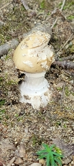 Amanita