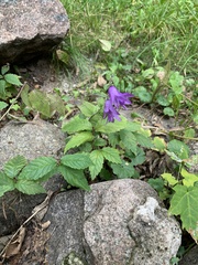 Campanula rapunculoides